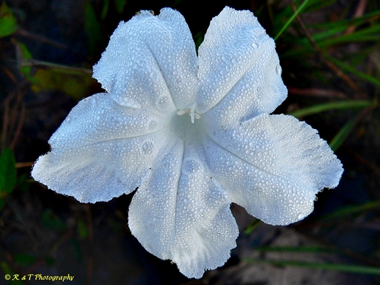 {Ruellia noctiflora}